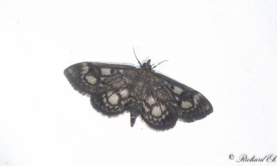 Fldermott (Anania coronata)