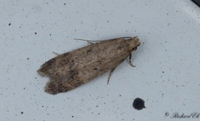 Malvemal - Hollyhock Seed Moth (Pexicopia malvella)