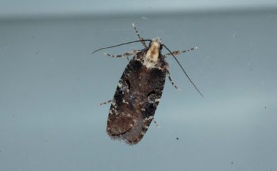 Gulryggad johannesplattmal (Agonopterix liturosa)