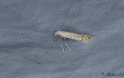 Svartkmpestyltmal (Aspilapteryx tringipennella)