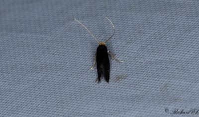 Prickbomal (Monopis imella)