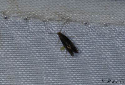 Prickbomal (Monopis imella)