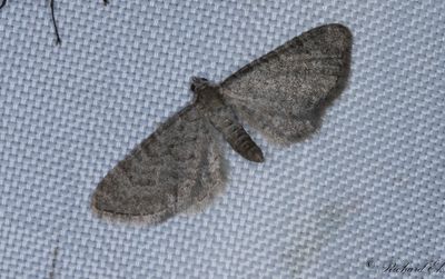 Kovallmalmtare - Lead-coloured Pug (Eupithecia plumbeolata)