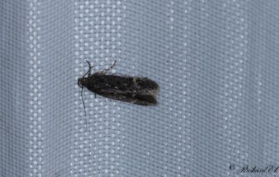 Gregrsmal - Broken-barred Dwarf (Elachista freyerella)