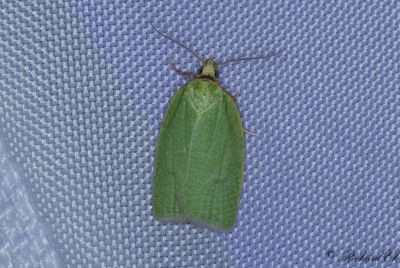 Ekvecklare - Green Oak Tortrix (Tortrix viridana)