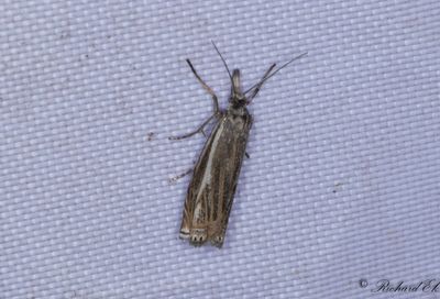 Fltgrsmott - Hook-streaked Grass-Veneer (Crambus lathoniellus)