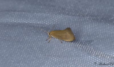 Grstjrtad brunpraktmal - Tinted Tubic (Crassa tinctella)
