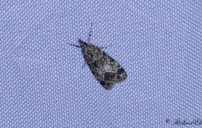 Molnugglemott - Small Grey (Eudonia mercurella)