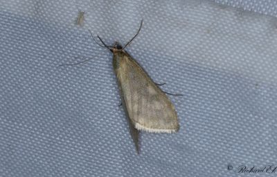 Tistelngsmott (Sitochroa verticalis)