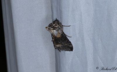 Tulkrtsfly (Abrostola asclepiadis)