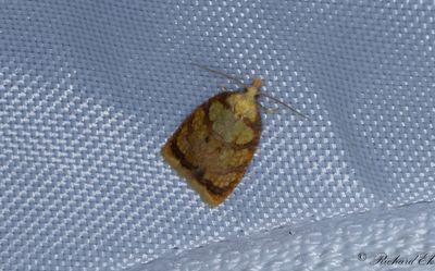 Trnrosvecklare (Acleris bergmanniana)