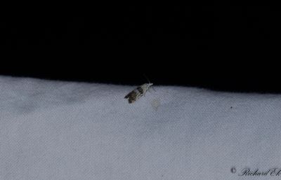 Vgtornbrsvecklare (Phtheochroa sodaliana)
