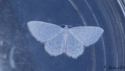 Kornellmätare (Asthena anseraria)