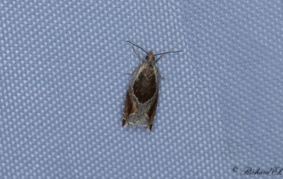 Getapelsikelvecklare (Ancylis unculana)