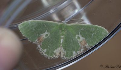 Flckig smaragdmtare - Blotched Emerald (Comibaena bajularia)