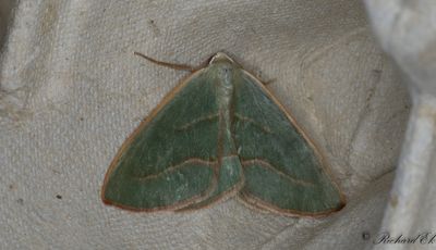 Barrskogsmtare - Barred Red (Hylaea fasciaria)