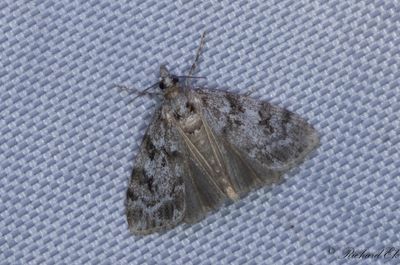 Frnderligt ugglemott (Scoparia ambigualis)
