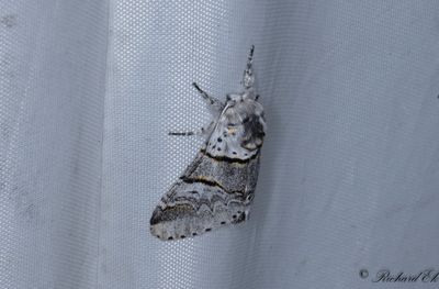 Grvit gaffelsvans - Poplar Kitten (Furcula bifida)