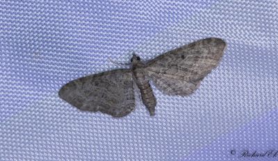 Hallonmalmtare - Grey Pug (Eupithecia subfuscata)