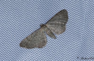 Kovallmalmtare - Lead-coloured Pug (Eupithecia plumbeolata)