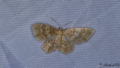 Ockragul lvmtare - Small Yellow Wave (Hydrelia flammeolaria)