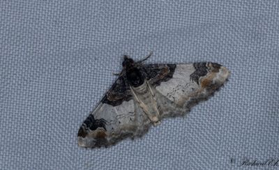 Kapuschongfltmtare - Royal Mantle (Catarhoe cuculata) 