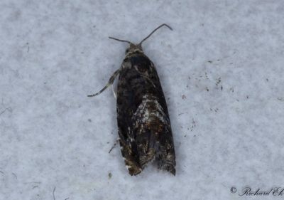 Ekgallssolvecklare (Pammene albuginana)