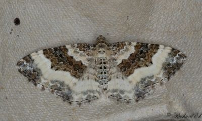 Jmnbandad fltmtare - Wood Carpet (Epirrhoe rivata)