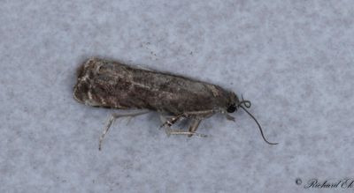 Plommonvecklare - Plum Fruit Moth (Grapholita funebrana)