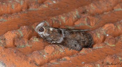 Grbrunt ekbladsmott (Phycita roborella)
