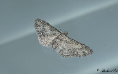 Lnnmalmtare - Maple Pug (Eupithecia inturbata)