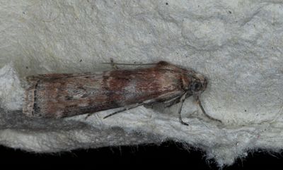 Grbrunt ekbladsmott (Phycita roborella)