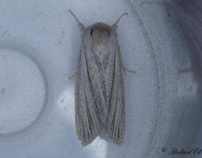 Lansettvinge - Reed Dagger (Simyra albovenosa)