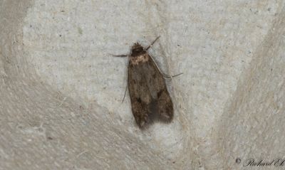 Grhvdad skrpmal (Borkhausenia fuscescens)
