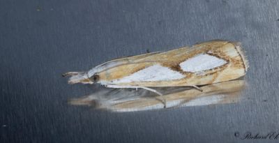Silverflckat grsmott (Catoptria pinella)