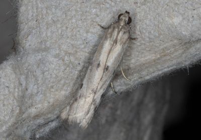 Vitkantat korgmott (Phycitodes maritima)