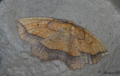Snedbandad spetsmtare - Bordered Beauty (Epione repandaria)