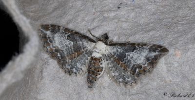 Grbomalmtare - Bordered Pug (Eupithecia succenturiata) 