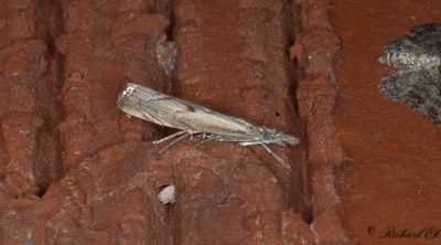 Kngrsmott - Elbow-striped Grass-veneer (Agriphila geniculea)