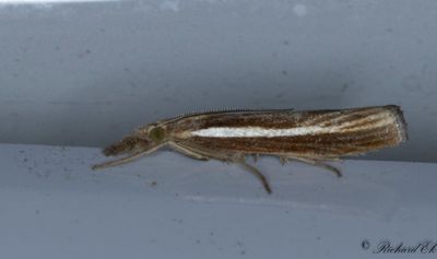 Dystergrsmott - Common Grass-veneer (Agriphila tristella)