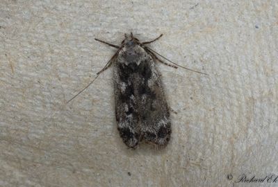 Bjrksobermal (Anacampsis blattariella)