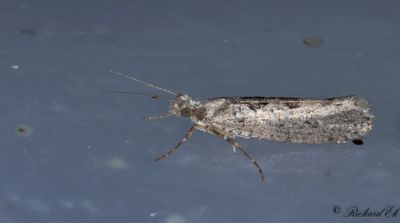Almhstmal (Ypsolopha vittella)
