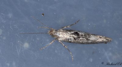 Almhstmal (Ypsolopha vittella)