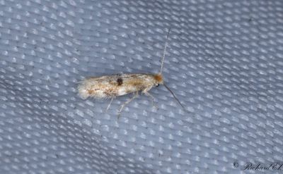 Ekkronmal (Bucculatrix ulmella)