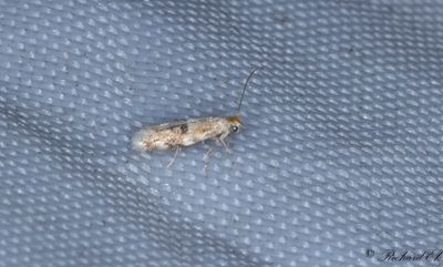 Ekkronmal (Bucculatrix ulmella)