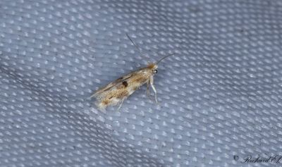 Ekkronmal (Bucculatrix ulmella)