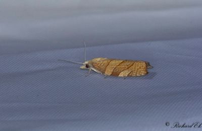 Hasselbredvecklare (Pandemis corylana)