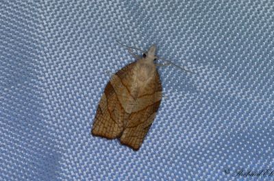 Hasselbredvecklare (Pandemis corylana)