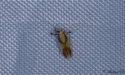 Strre ekstyltmal (Caloptilia alchimiella)