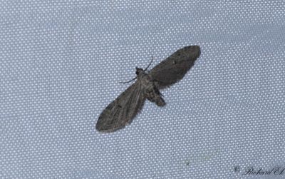 Malrtsmalmtare - Angle-barred Pug (Eupithecia innotata)